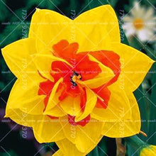 Load image into Gallery viewer, Narcissus