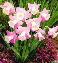Load image into Gallery viewer, Narcissus
