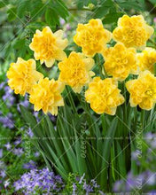 Load image into Gallery viewer, Narcissus