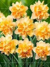 Load image into Gallery viewer, Narcissus