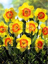 Load image into Gallery viewer, Narcissus