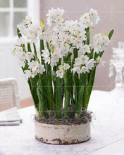 Load image into Gallery viewer, Narcissus