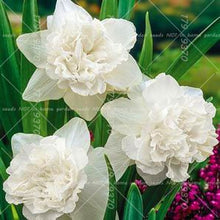 Load image into Gallery viewer, Narcissus