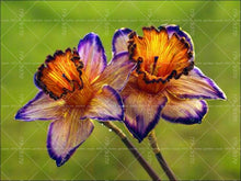 Load image into Gallery viewer, Narcissus