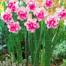 Load image into Gallery viewer, Narcissus