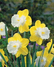 Load image into Gallery viewer, Narcissus