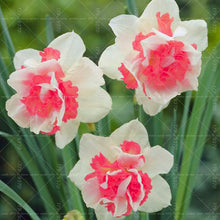 Load image into Gallery viewer, Narcissus