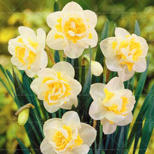 Load image into Gallery viewer, Narcissus