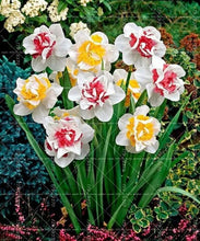 Load image into Gallery viewer, Narcissus