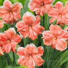 Load image into Gallery viewer, Narcissus