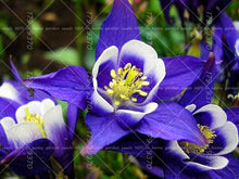 Load image into Gallery viewer, Narcissus